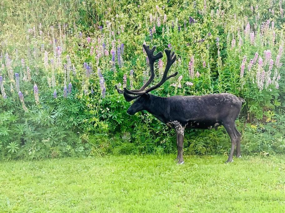 Leilighet I Nord Tromsø Zewnętrze zdjęcie